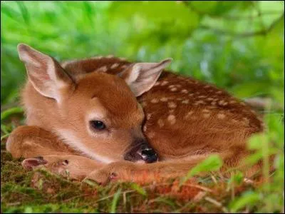 Comment appelle-t-on un jeune mâle de 6 mois à 1 an ?