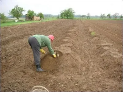 Dans le nord du Bas-Rhin, Hoerdt est célèbre pour une production agricole qui y a sa fête en mai, quelle est cette production ?