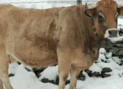 Quiz Animaux de la ferme