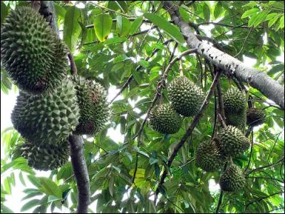 Quel fruit a pour réputation d'avoir une odeur de mort, et qui est par conséquent interdit en Corée dans les lieux publics ?