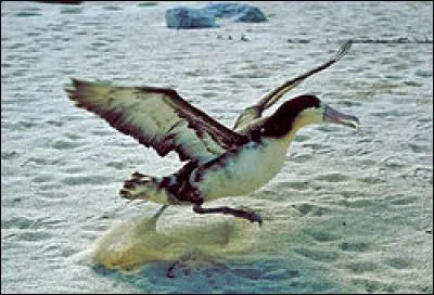 Ces oiseaux se nourrissent de poissons, de calamars ou de krill.