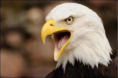 Les aigles appartiennent à la famille des "Accipitridés".