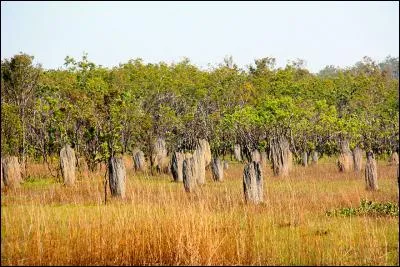 Ce que vous voyez-là sont les alignements mégalithiques de Carnac, en Bretagne ! Alors, à votre avis ?