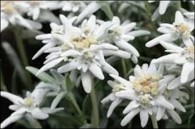 Quelle est cette fleur de montagne ?