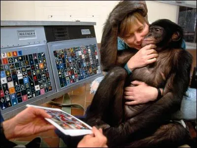 C'est en Afrique du Sud que vit le bonobo !