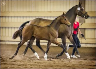 Quelle est la race de ce cheval gris ?