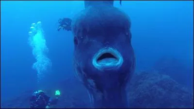 Quelle actrice fut comparée à un poisson lune après avoir abusé des soins esthétiques ?