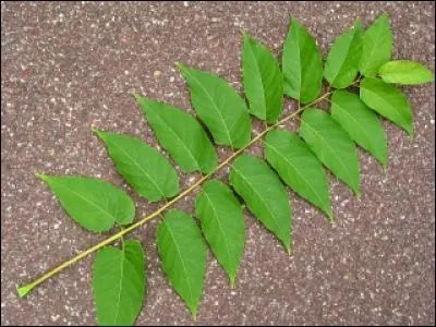 Lequel est mon arbre ?