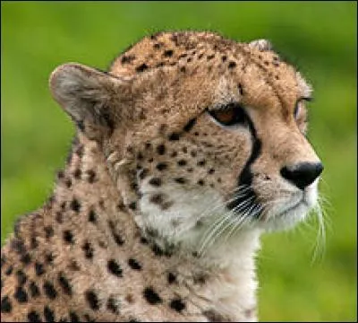 La vitesse de course du guépard est de 110 km/h.