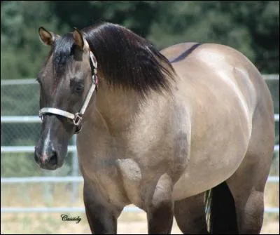 Quelle est la robe de ce cheval ?