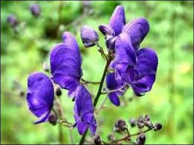 L'Aconit napel est une magnifique plante donnant des fleurs bleues. Son seul bémol est d'être extrêmement toxique. Quelle partie de cette plante peut ainsi entraîner la mort ?