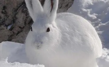 Quiz Animaux