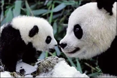 Que mange le panda ?