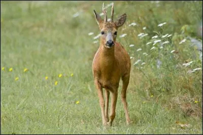 Qu'est-ce qu'une dague chez un cervidé ?