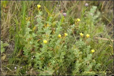 Comment s'appelle cette plante mortelle pour les chevaux ?