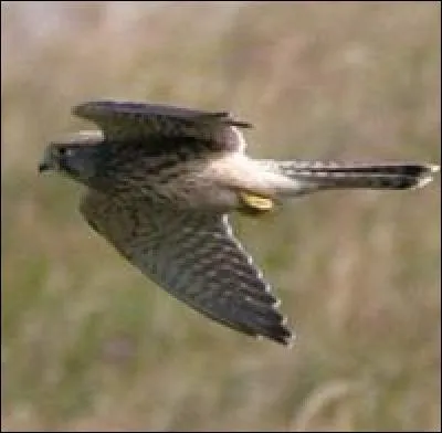 Quel est cet oiseau ?