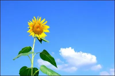 Quel jour marque le début de l'été ?