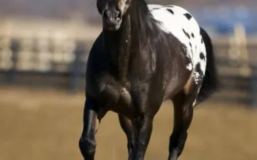 Quiz Chevaux