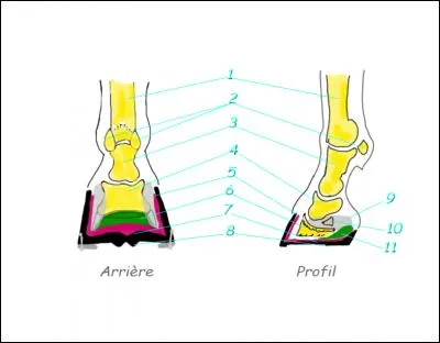 Le pied du cheval est composé de :