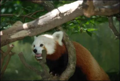 Où vivent les pandas roux ?