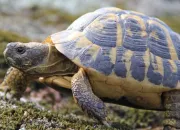 Quiz La tortue