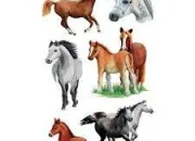 Quiz Les races de chevaux