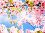 Quiz Vocabulaire du printemps en anglais