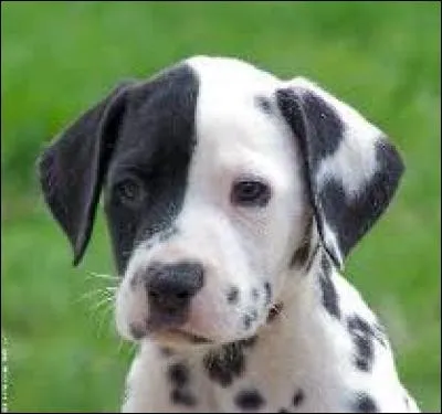 Vous connaissez le chien mais savez-vous où se trouve la Dalmatie ?