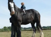 Quiz Les races de chevaux