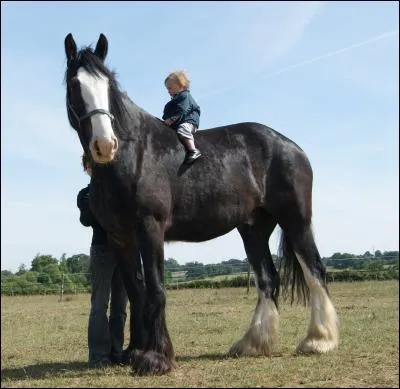 Quelle est la race du cheval le plus grand du monde ?