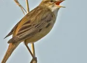 Quiz Les passereaux paludicoles