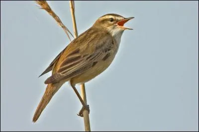 Quel est cet oiseau assez commun dans nos roselières ?