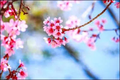 Quelle est cette poésie ?
« [...] Mais ce jour-là, une vie multiple et grouillante, 
végétale et animale, sourdait de partout, des
crépitements des insectes et du chant des oiseaux
à l'éclatement des bourgeons et au gonflement
des rameaux, craquant dans l'air vibrant comme
des muscles qui s'essaient. »