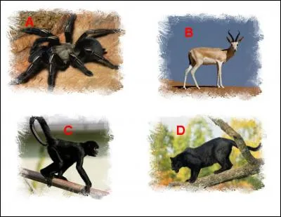 L'illustration nommée « A » est en lien étroit avec l'illustration représentée en : (Indice : Primate)