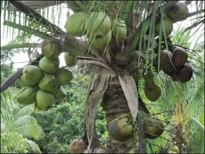 A quel animal donne-t-on très souvent le nom de ce fruit ?