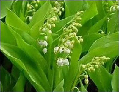 Le muguet est-il une plante vivace ?