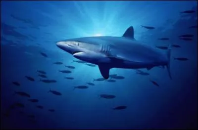 Reconnais-tu ce requin ?