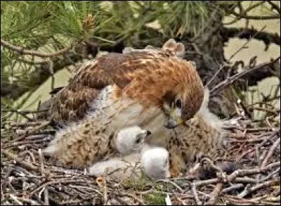 Quel est le nom du bébé de l'aigle ?