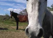 Quiz Connais-tu vraiment les chevaux ?