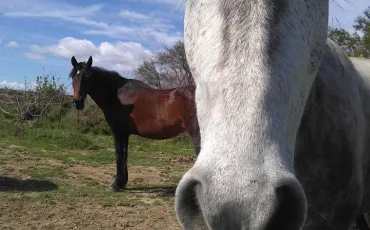 Quiz Chevaux