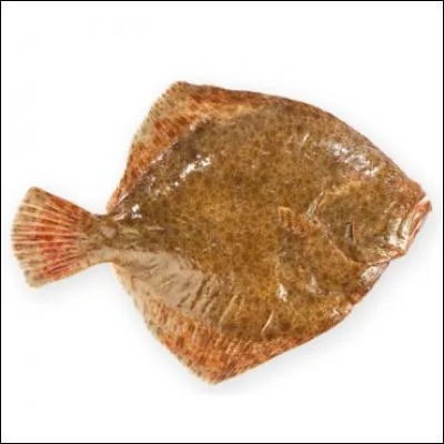 Reconnaissez-vous ce poisson ?