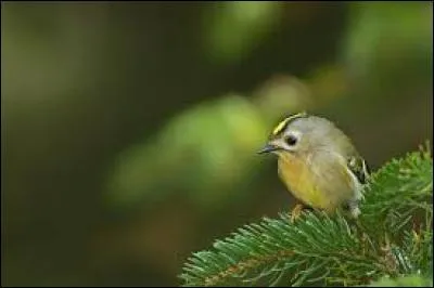 Connaissez-vous le nom de cet oiseau ?