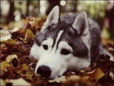 Quelle est cette race de chiens qui tirent les traîneaux ?