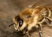 Quiz Le monde des abeilles