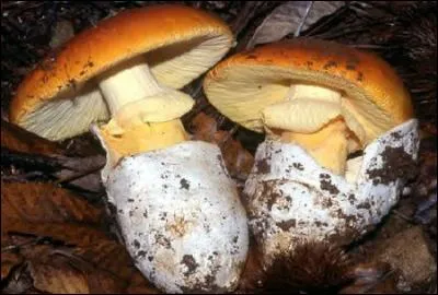 Reconnais-tu cet excellent champignon ?