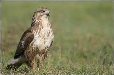 Quel est ce oiseau ?