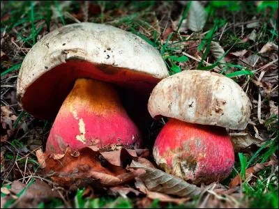 C'est Satan. Ces champignons toxiques sont...