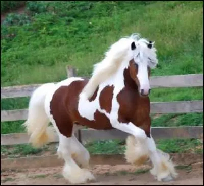 Quelle est la couleur principal de ce cheval