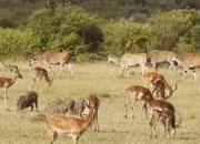 Quiz Cet animal est herbivore... Vrai ou faux ?