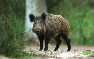 Quel est le nom de la femelle du sanglier ?